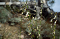 Melica stricta