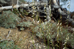 Melica stricta