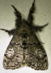 Dasychira plagiata