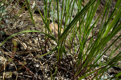 Melica stricta