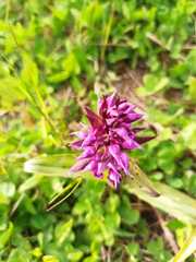 Dactylorhiza aristata