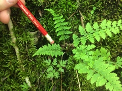 Cystopteris tenuis