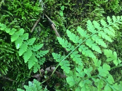 Cystopteris tenuis