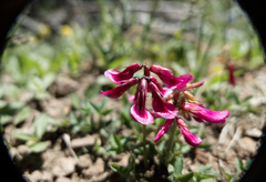Trifolium brandegeei