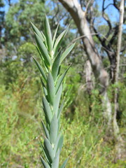 Styphelia triflora