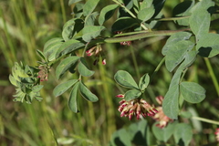 Hosackia crassifolia