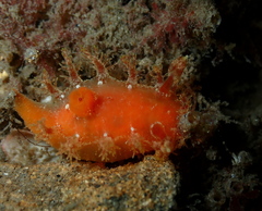 Plocamopherus