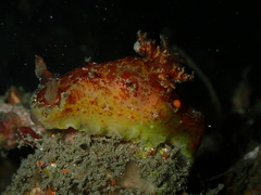 Plocamopherus