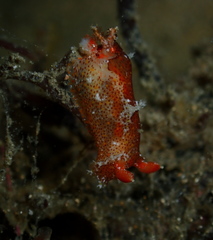 Plocamopherus