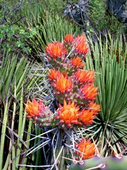 Opuntia stenopetala