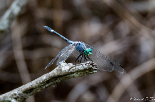Spot-tailed Dasher photo 6