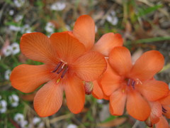 Tritonia crocata