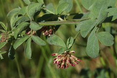 Hosackia crassifolia