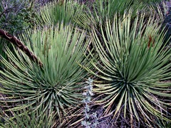 Agave striata striata