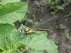 Gomphus schneiderii