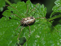 Platybunus pinetorum