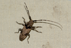 Monochamus adamitus