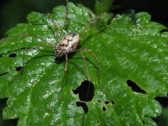 Platybunus pinetorum