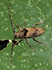 Monochamus adamitus
