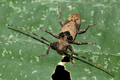 Monochamus adamitus