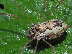 Platybunus pinetorum