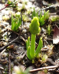 Phylloglossum drummondii