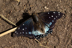 Charaxes etesipe tavetensis