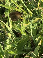 Aphantopus hyperantus