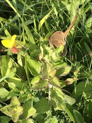 Aphantopus hyperantus