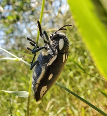 Sternocera orissa orissa
