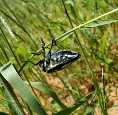 Sternocera orissa orissa