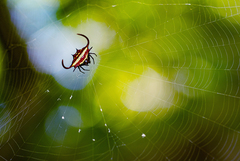 Gasteracantha falcicornis