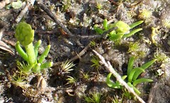 Phylloglossum drummondii