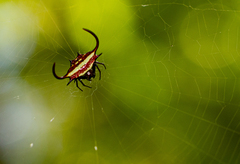 Gasteracantha falcicornis