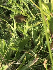 Aphantopus hyperantus