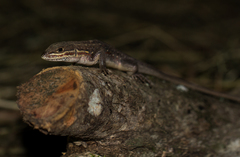 Meroles squamulosus