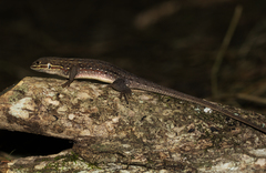 Meroles squamulosus