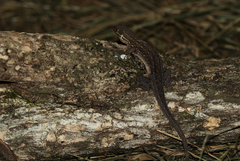 Meroles squamulosus