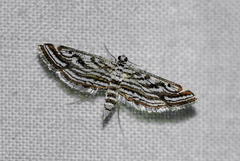 Parapoynx fluctuosalis