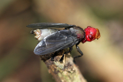 Bromophila caffra