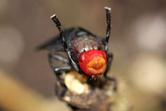 Bromophila caffra