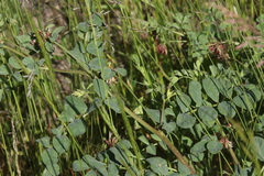 Hosackia crassifolia