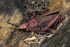 Dictyophorus griseus