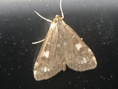 Udea olivalis
