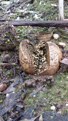 Pisolithus microcarpus