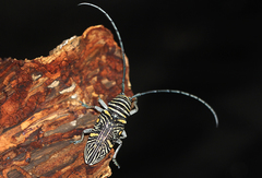 Zographus hieroglyphicus