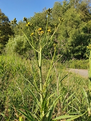 Sonchus palustris