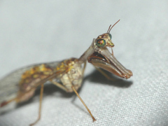 Mantispa styriaca