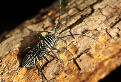 Zographus hieroglyphicus