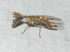 Mantispa styriaca